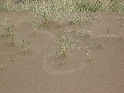 Circles in the dunes