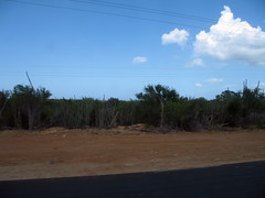  As if to demonstrate the lack of rainfall, here is a picture of the scrubland on Margherita.