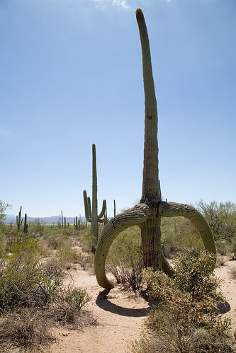 So Hot, The Cacti Are Melting