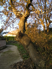 árbol en carrada