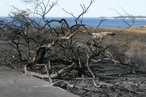 scorched tree