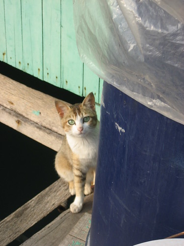 Brave Kitty in Floating Village