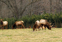 Boxley Elk