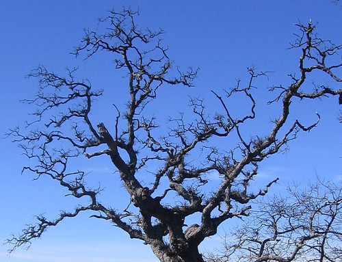 Chaotic oak branches