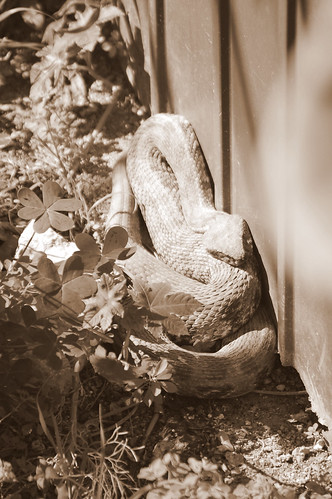 Paphos Snake Garden (1)