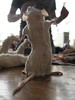 Taxidermy Mouse