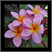 pink frangipani flowers with rain drops