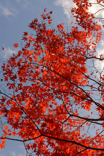 leaves turned red