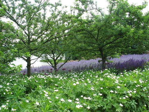 Purple and White Field