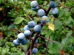 Blackthorn berries DSCF8722 copy
