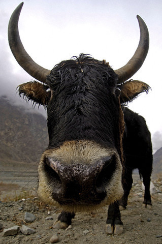 Yak in Hunza Valley