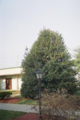 Holly Tree by ujima