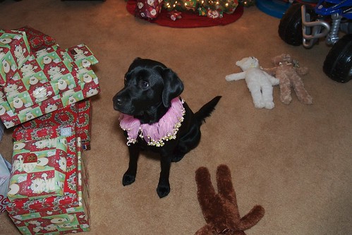 black labrador retriever - christmas