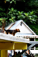 PR dog on roof