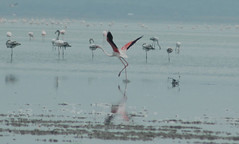 Flamingo birding cyprus akrotiri