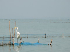 India Orissa - Chilika Lake