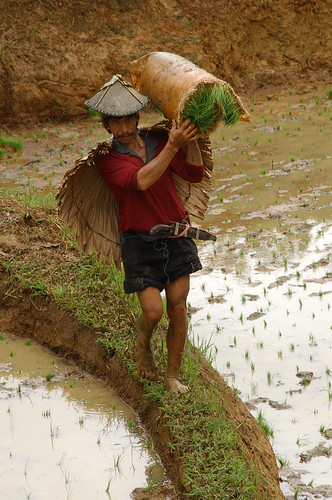 Luisiana, Laguna, farmer farm farming rural area rice seedling planting Pinoy Filipino Pilipino Buhay  people pictures photos life Philippinen  菲律宾  菲律賓  필리핀(공화국) Philippines,rural
