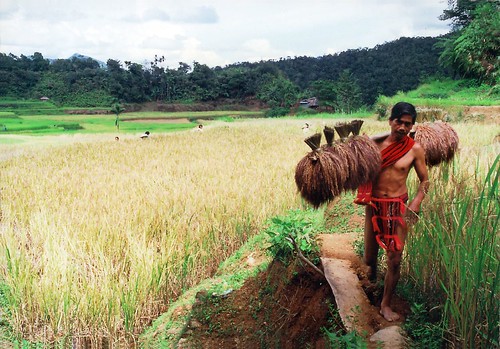 Philippines,Pinoy,Life,carrying alone solo amganad ifugao terraces walking man,rural farm farmer igorot indigenous traditional