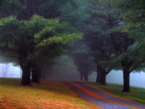 Misty Pine Drive
