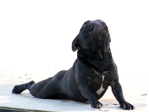 French Bulldog in Yoga pose