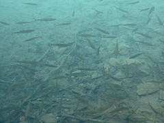 Fishes, Plitvice, Croatia