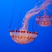 JellyFish par MumbleyJoe