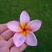 pink frangipani with raindrops
