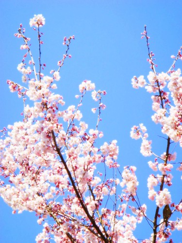 金毘羅さん桜