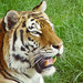 Portrait of a tigress