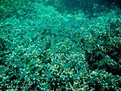 Staghorn Coral and Fish School