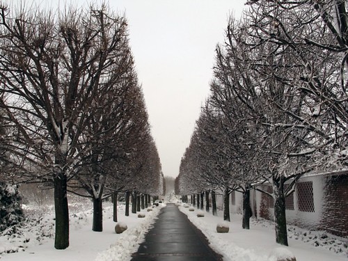 Tree path, winter