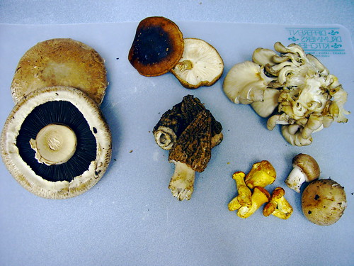 6 Types of mushrooms