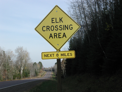 Elk crossing