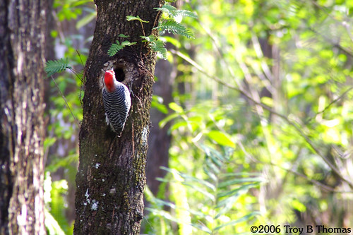20061228_Red-belliedWoodpecker