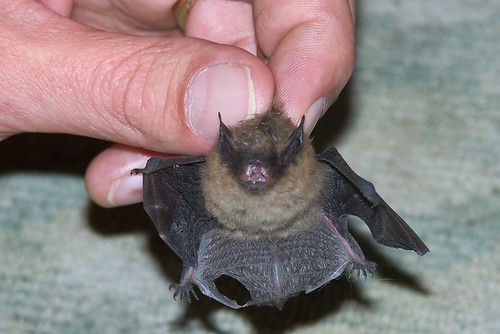 Bat in House