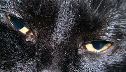 Closeup Kitty Eyes