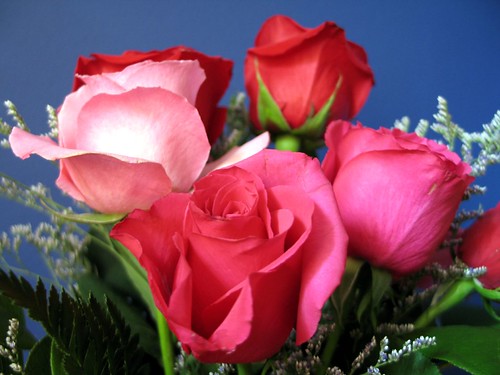 Valentine Flowers for the best prices, instock now. Purchase Today.