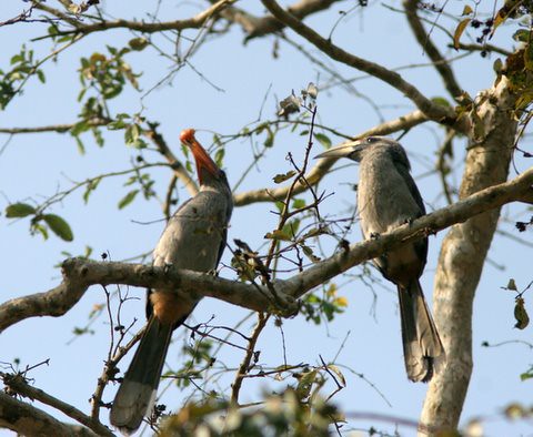 MalabarGrey Hornbills