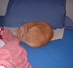 Abby sleeping near my pillow