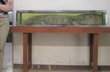 salamandre geante du japon (4)