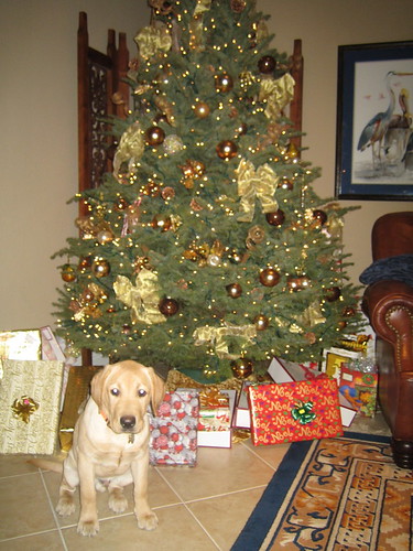 yellow labrador retriever - Christmas