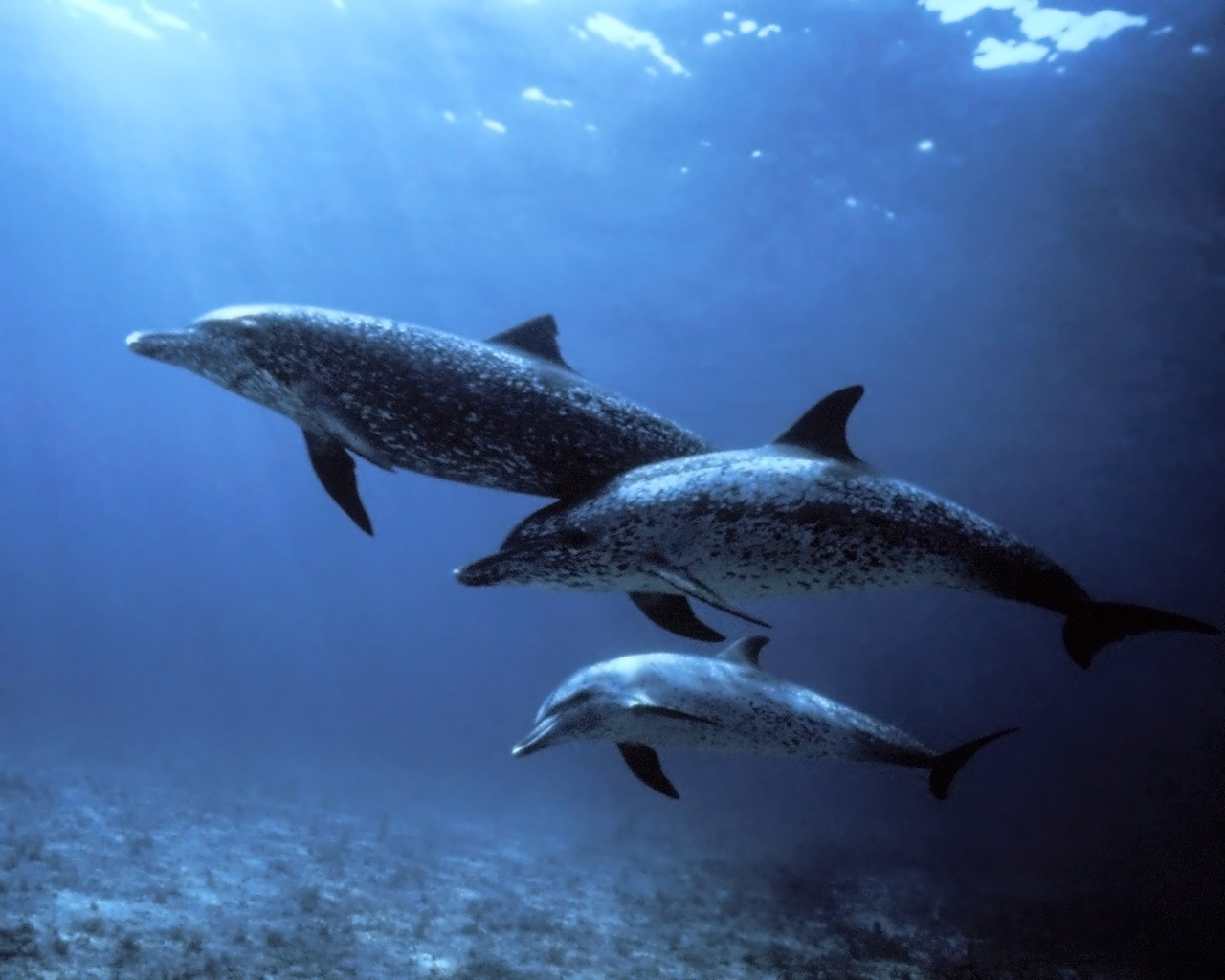 Pictures of spotted dolphins 4