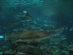 Sharks at the Barcelona Aquarium