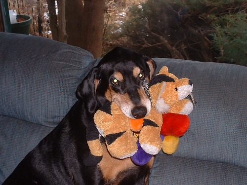 Doberman with Two Toys