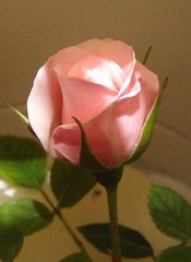 Pink rose from my garden