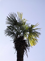 Palm liten