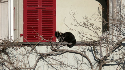 blackcat, sunday morning, january 14