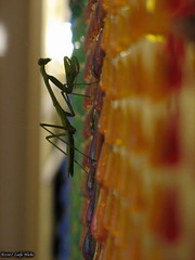 Praying mantis on kitchen curtain 2