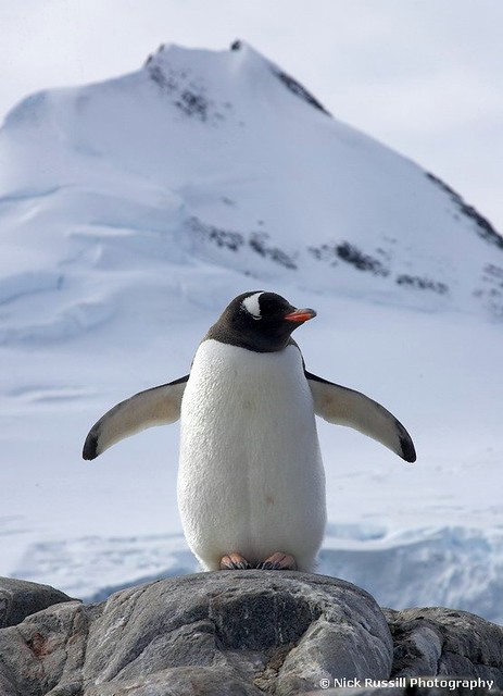 Proud Gentoo Penguin