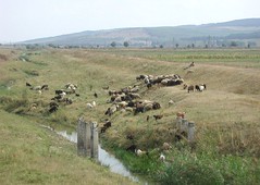 Communal grazing in Moldova